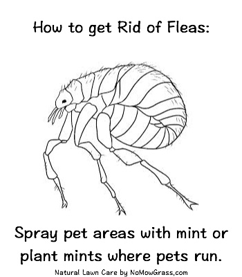 Use 1 cup mint mouthwash to 10 gallons water. Spray areas with mixture to be rid of fleas.