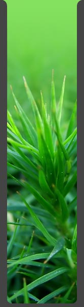 plants